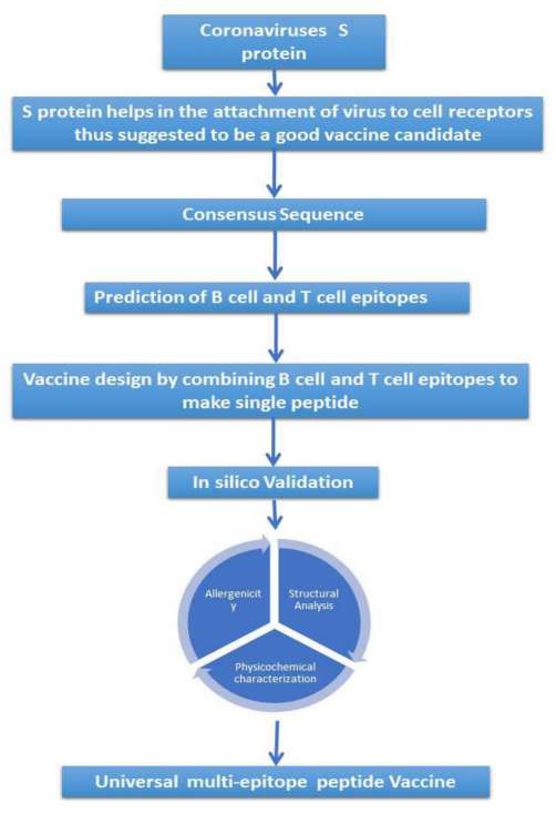 Figure 1 — methodology flowchart for multi-epitope vaccine prediction