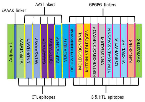 Figure 2 — multi-epitope vaccine construct assembly